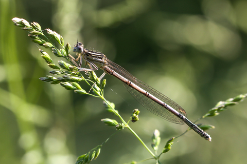 Platycnemis pennipes, l'Agrion à larges pattes