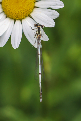 Platycnemis pennipes, l'Agrion à larges pattes