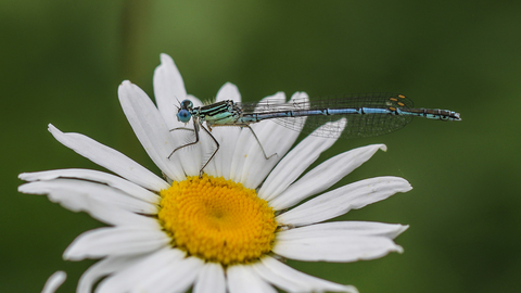 Platycnemis pennipes, l'Agrion à larges pattes