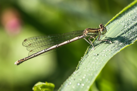 Platycnemis pennipes, l'Agrion à larges pattes