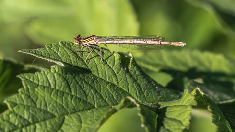 Platycnemis pennipes, l' Agrion à larges pattes