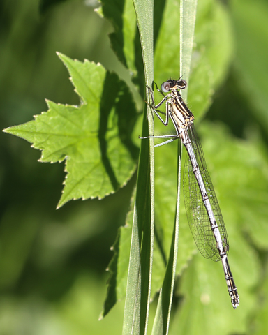 Platycnemis pennipes, l'Agrion à larges pattes