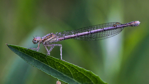 Platycnemis pennipes - l'Agrion à larges pattes