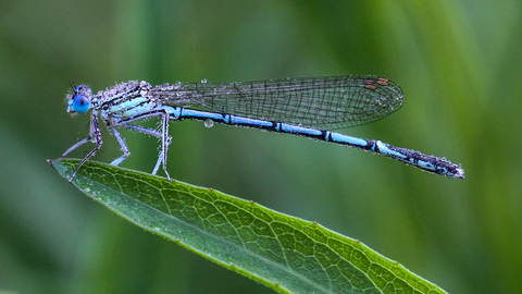 Platycnemis pennipes - l'Agrion à larges pattes