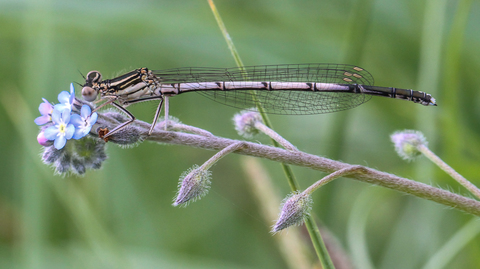 Platycnemis pennipes, l'Agrion à larges pattes