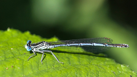Platycnemis pennipes, l'Agrion à larges pattes