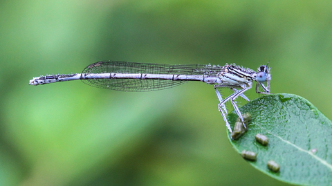 Platycnemis pennipes, l'Agrion à larges pattes