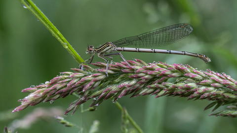 Platycnemis pennipes, l'Agrion à larges pattes