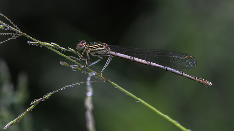 Platycnemis pennipes, l'Agrion à larges pattes