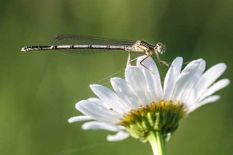 Platycnemis pennipes, l'Agrion à larges pattes