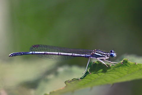 Platycnemis pennipes, le Pennipatte bleuâtre