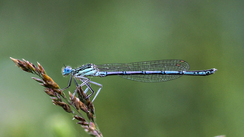 Platycnemis pennipes, un mâle d'Agrion à larges pattes