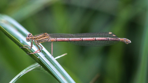 Platycnemis pennipes, une femelle d'Agrion à larges pattess