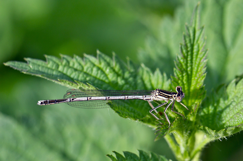 Platycnemis pennipes