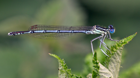 Platycnemis pennipes
