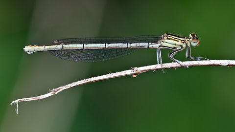 Platycnemis pennipes