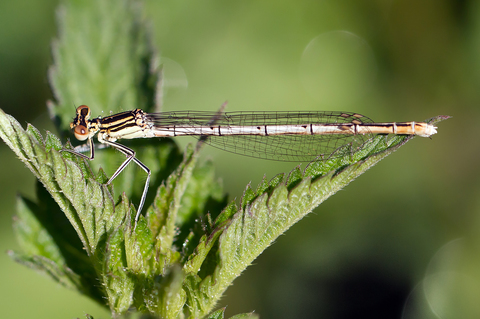 Platycnemis pennipes