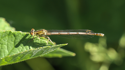 Platycnemis pennipes