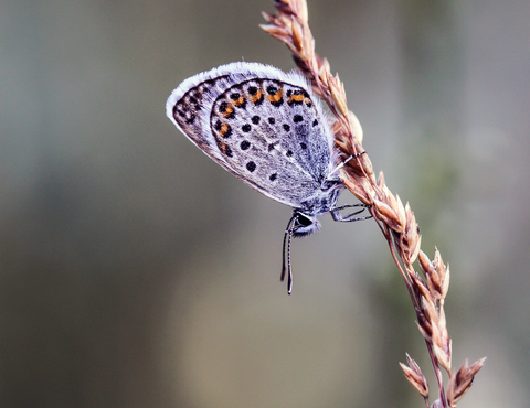 Plebejus argus
