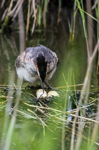 Podiceps cristatus