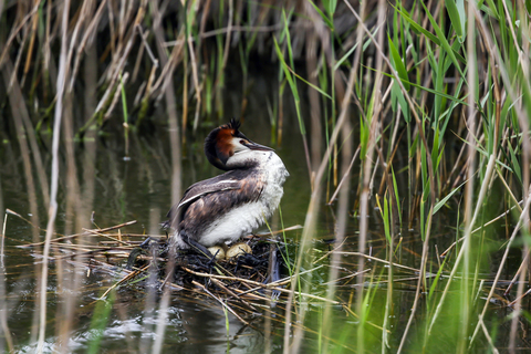 Podiceps cristatus