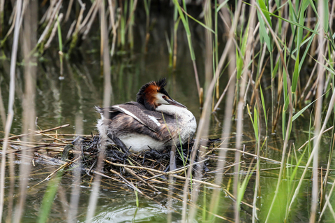 Podiceps cristatus