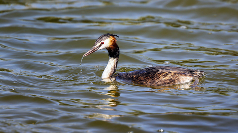 Podiceps cristatus