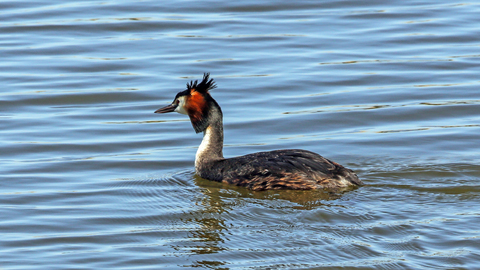 Podiceps cristatus