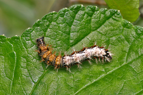 Polygonia c-album