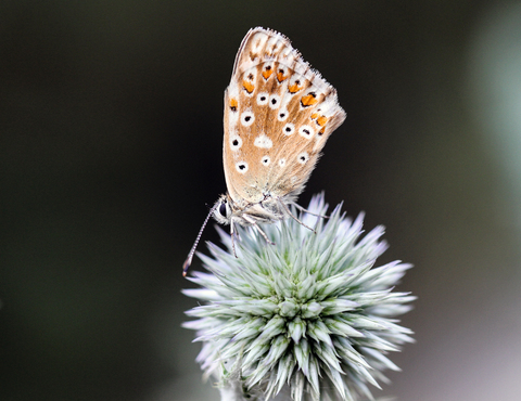 Polyommatus icarus