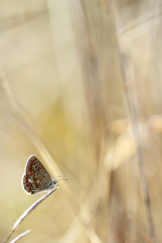 Polyommatus icarus