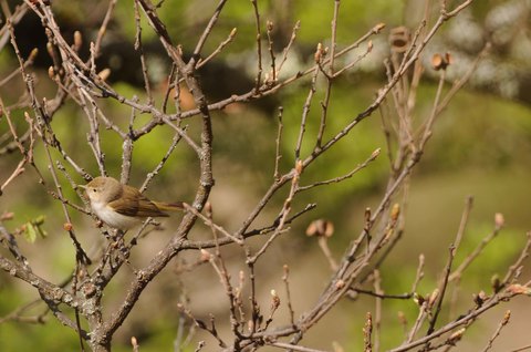 Pouillot de Bonelli - Phylloscopus bonelli
