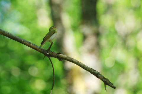 Pouillot siffleur - Phylloscopus sibilatrix