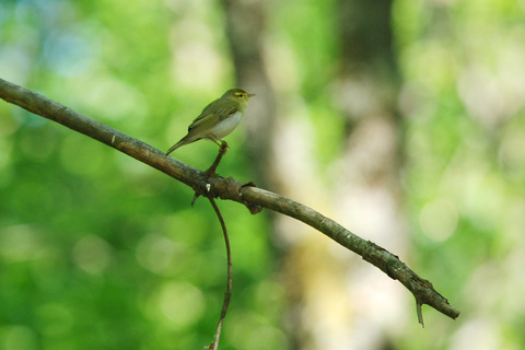 Pouillot siffleur - Phylloscopus sibilatrix