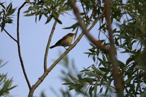 Pouillot véloce - Phylloscopus collybita