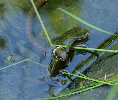 Prédation de Natrix helvetica sur un mâle de Lissotriton helveticus.