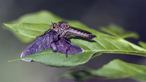 prédation par Tolmerus atricapillus