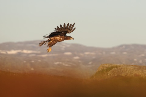 Pygargue à queue blanche - Haliaeetus albicilla - immature