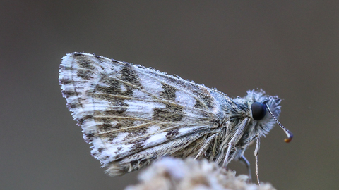 Pyrgus armoricanus
