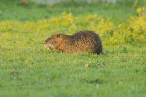 Ragondin - Myocastor coypus