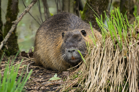 Ragondin (Myocastor coypus)