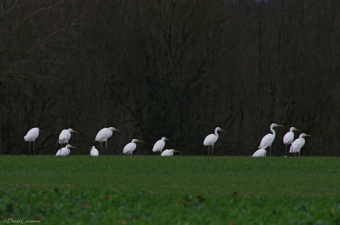 Grande aigrette - Ardea alba