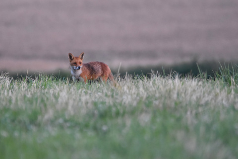 Renard en ballade
