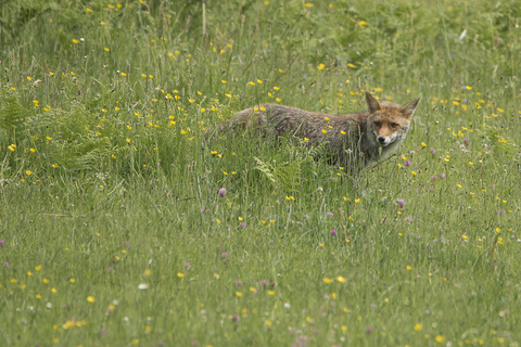 Renard en chasse