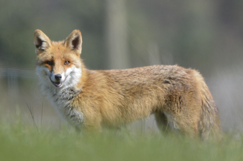 Renard Morvan