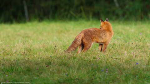 Renard roux - Vulpes vulpes