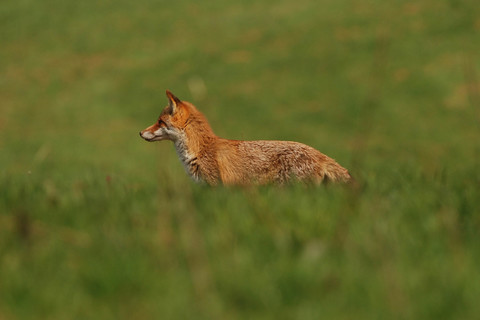 Renard roux - Vulpes vulpes