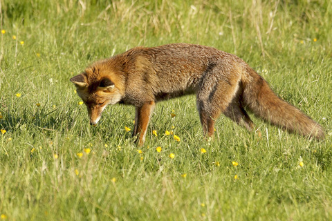 Renard roux