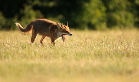 Renard roux