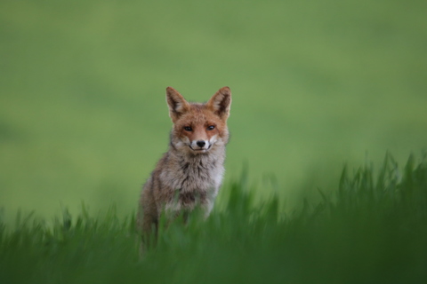 renard sortant du terrier un soir